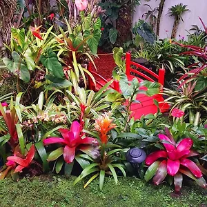 Séjour chez l'habitant Paradise At Anthurium Hale Hilo
